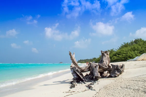 Sandy Natural Beach - Maldives — Stock Photo, Image