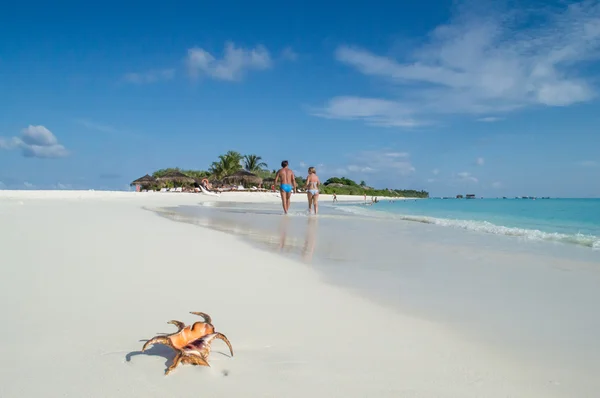 Spiaggia naturale di sabbia - Maldive Foto Stock