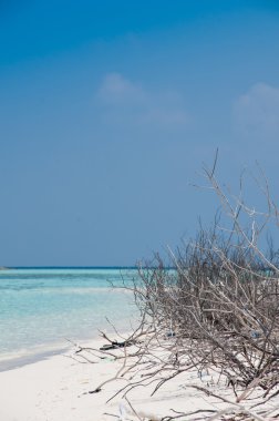 çöl beyaz kumlu plaj