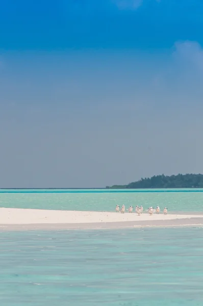 Vacanze nel paradiso tropicale — Foto Stock