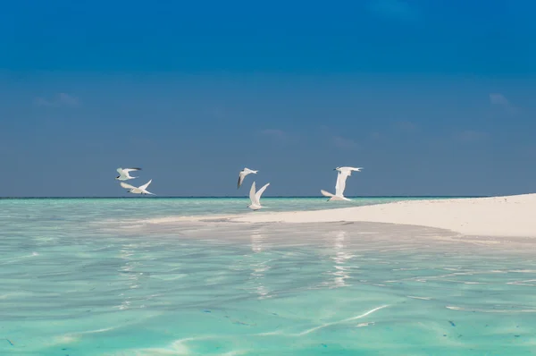 Paraíso tropical, playa paradisíaca, Maldivas — Foto de Stock