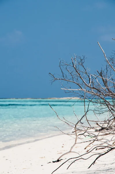 Spiaggia di sabbia - Maldive — Foto Stock