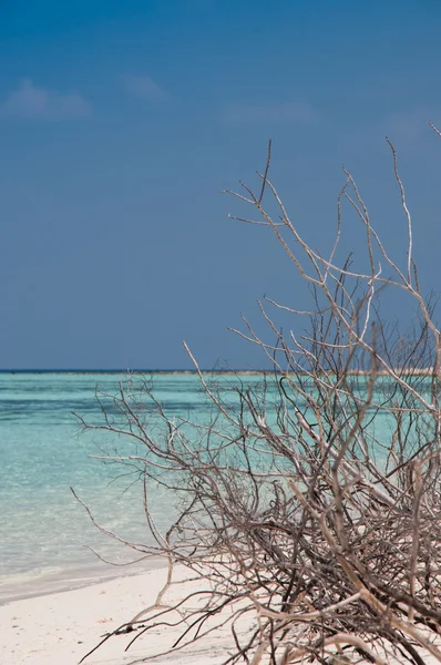 砂漠の白い砂浜のビーチ — ストック写真