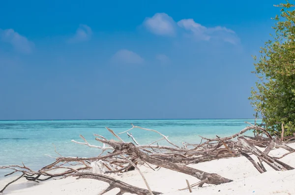 Sandy Beach - Maldives — Stock Photo, Image