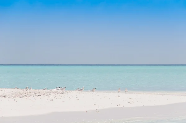 Playa - Maldivas — Foto de Stock