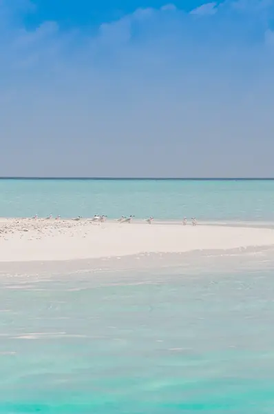 Spiaggia - Maldive — Foto Stock