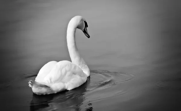 Einsamer Schwan im See, schwarz-weiß — Stockfoto