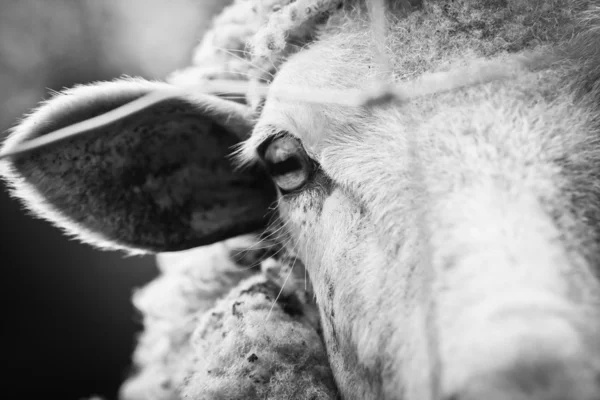 Gevangen schapen Rechtenvrije Stockfoto's