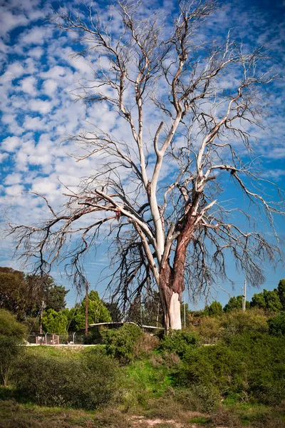 Árvore seca no fundo do céu azul agradável — Fotografia de Stock