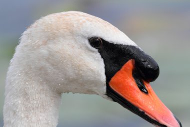 Mute Swan headshot