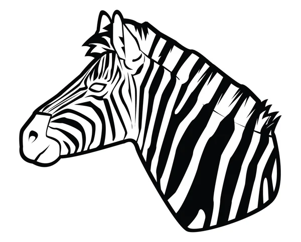 Vector illustration of zebra — Stock Vector