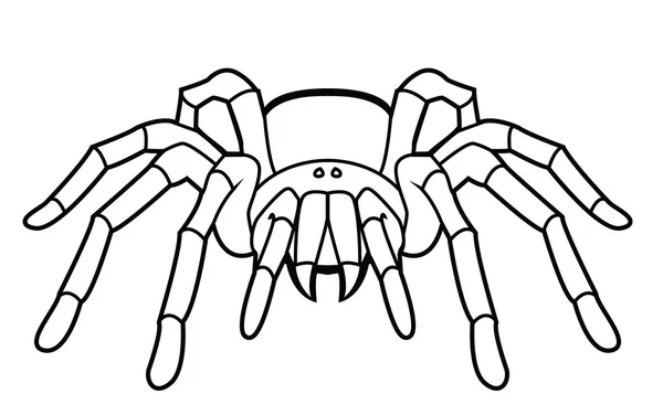 Vector illustration of tarantula — Stock Vector