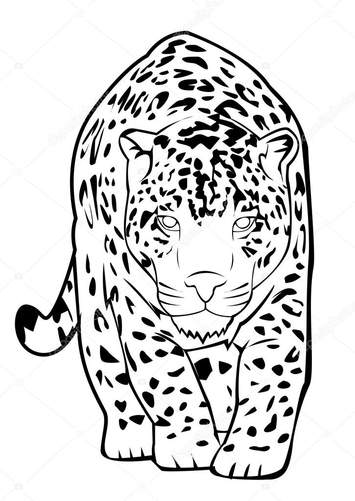 Vector illustration of jaguar
