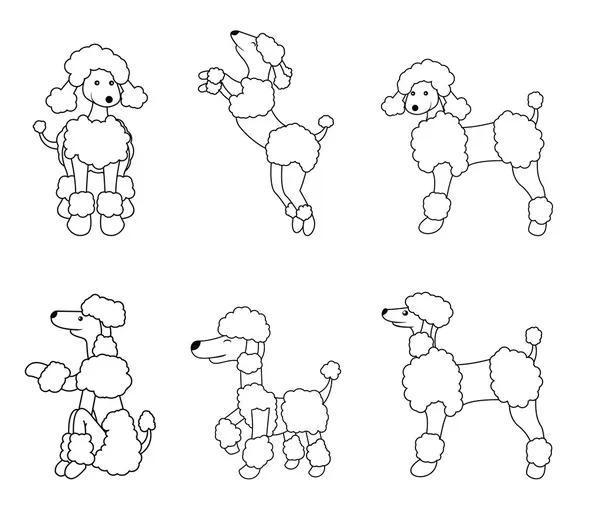 Ilustração do conjunto de cães poodle —  Vetores de Stock