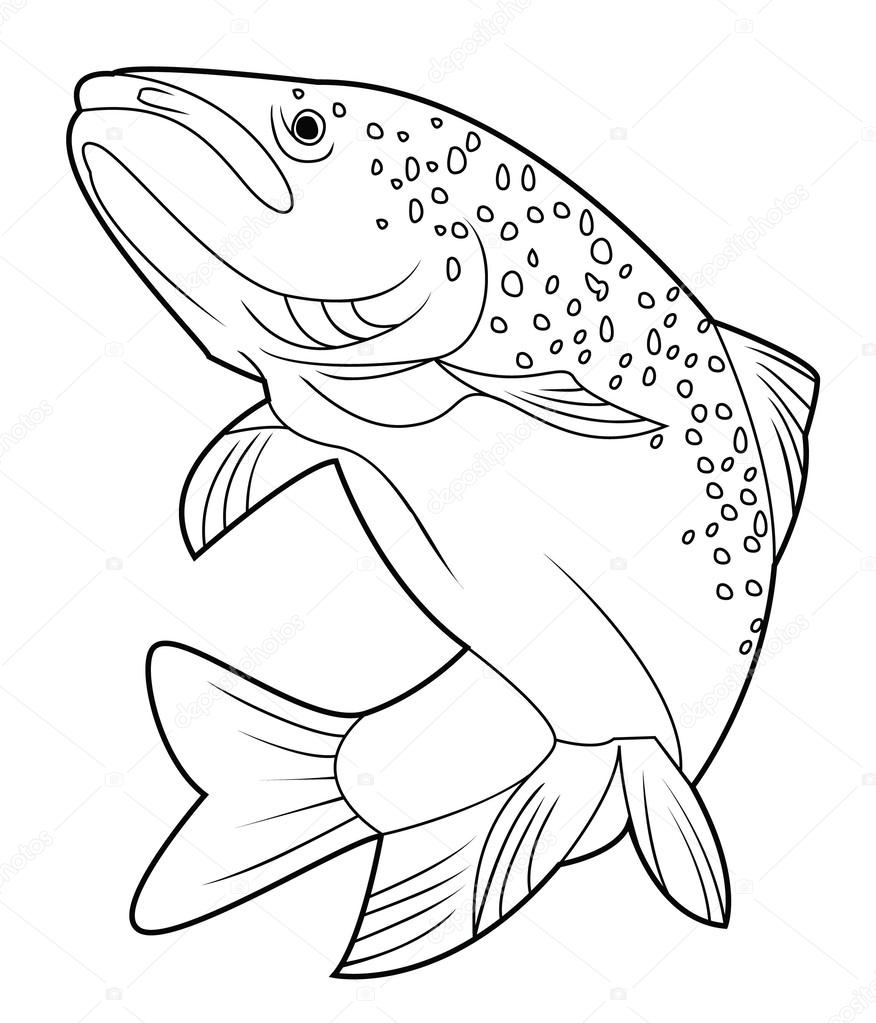 Vector illustration of salmon fish