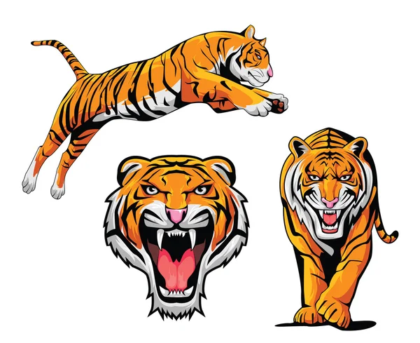 Conjunto de ilustración de tigre — Vector de stock