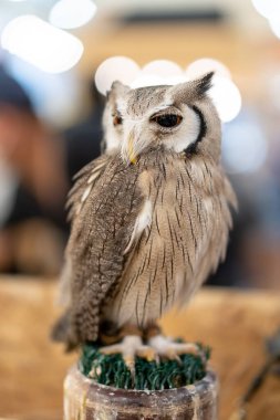 Güney Beyaz Yüzlü Baykuş 'un güzel portresi, ünlü küçük baykuşlardan biri..