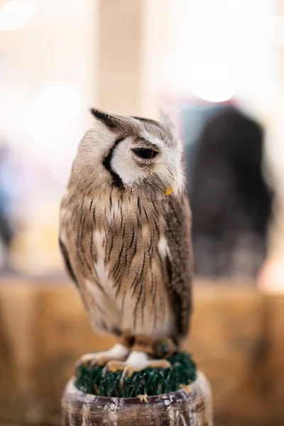 Beautiful Portrait Southern White Faced Owl One Famous Small Owl — Stock Photo, Image