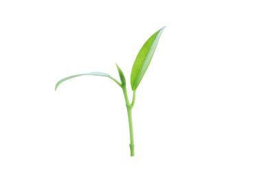 Kırpma yolu ile arkaplandan izole edildi. Makrodaki küçük bir ağaç dalı yakından çekilir..