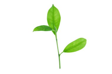 Kırpma yolu ile arkaplandan izole edildi. Makrodaki küçük bir ağaç dalı yakından çekilir..