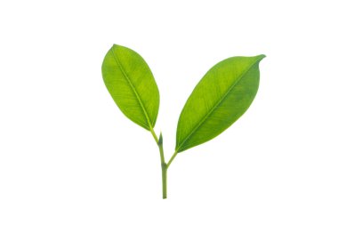 Kırpma yolu ile arkaplandan izole edildi. Makrodaki küçük bir ağaç dalı yakından çekilir..