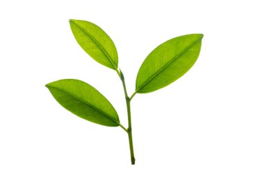 Kırpma yolu ile arkaplandan izole edildi. Makrodaki küçük bir ağaç dalı yakından çekilir..