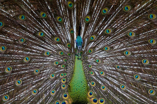 Green Peafowl — Stock Photo, Image