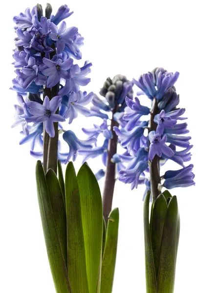 Fleur de jacinthe en fleurs isolée sur blanc — Photo