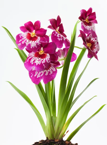 Орхидеи Виолетты — стоковое фото