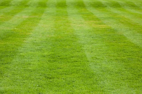 Kort gemaaid gras met de zichtbare strepen — Stockfoto