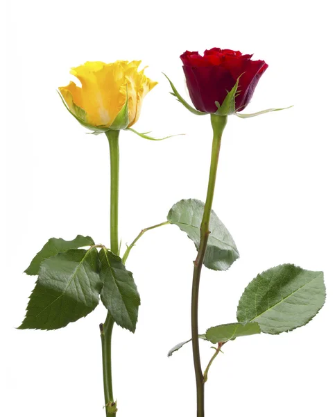 Rosas vermelhas e amarelas — Fotografia de Stock