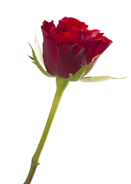 Una rosa roja aislada — Foto de Stock