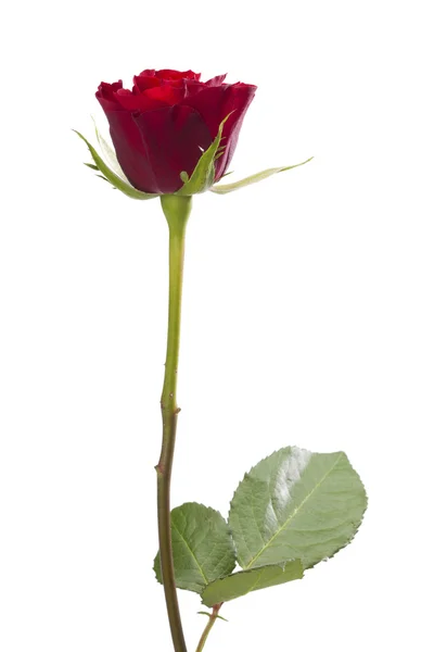 Una rosa rossa isolata — Foto Stock