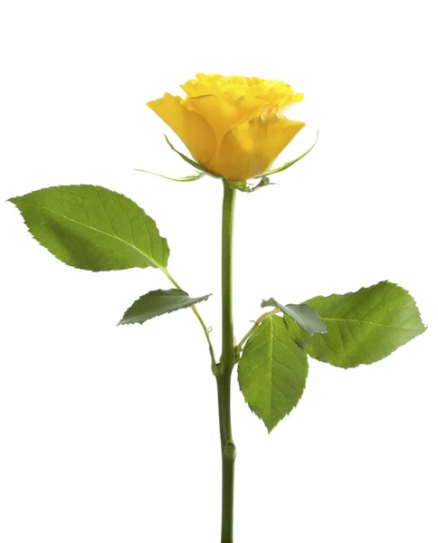 分離された 1 つの黄色いバラ — ストック写真