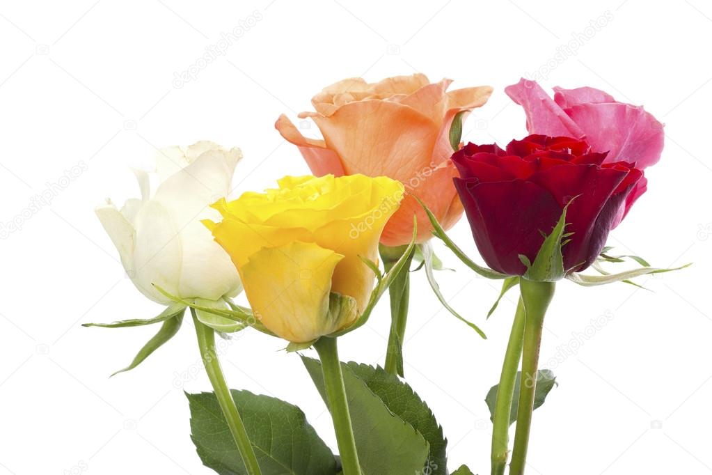 Cinq roses rouges images libres de droit, photos de Cinq roses rouges |  Depositphotos
