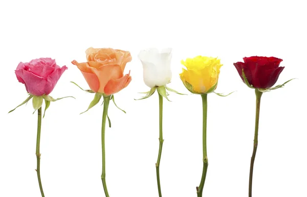Vijf rozen in verschillende kleuren — Stockfoto