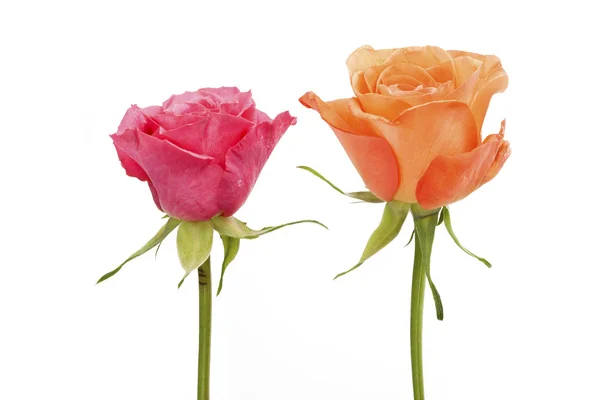 Roze en oranje rozen — Stockfoto