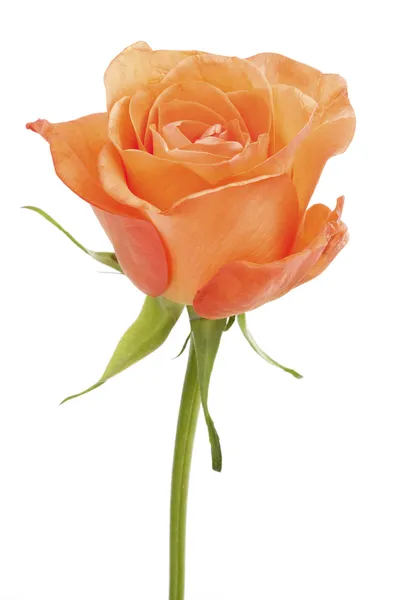 Uma rosa laranja isolada — Fotografia de Stock