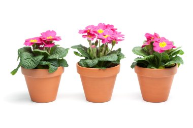 campanula'lar, çuha çiçeği