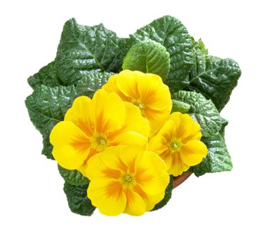 campanula'lar, çuha çiçeği