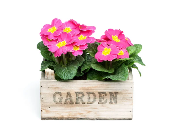 Primroses, Primula — Stock Photo, Image