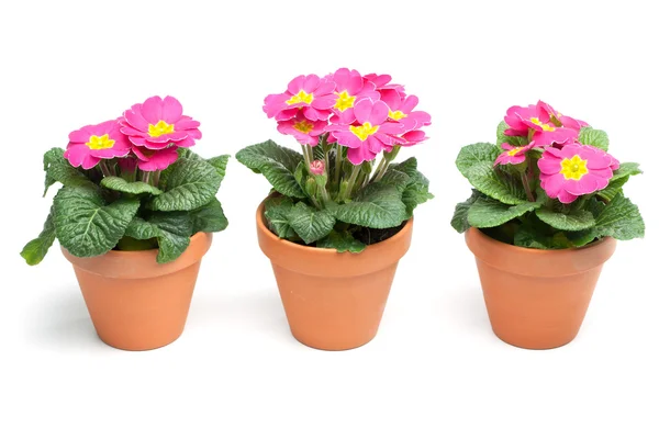 Primroses, Primula — Stock Photo, Image