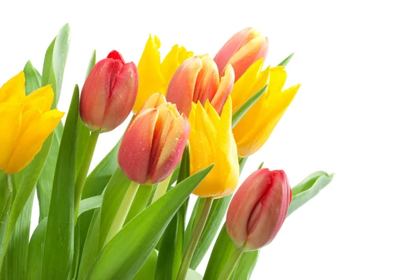 Bos van rode en gele tulpen — Stockfoto