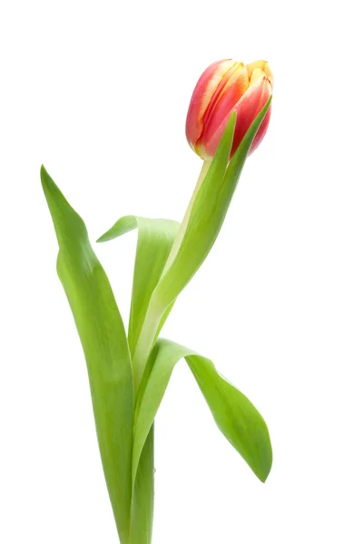 Tulipán rojo y amarillo —  Fotos de Stock