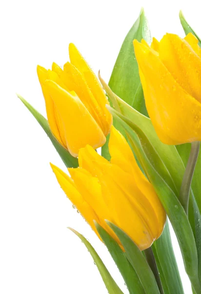 Bos van gele tulpen — Stockfoto