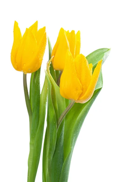 Bouquet di tulipani gialli — Foto Stock