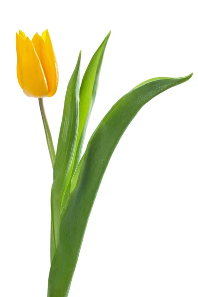 Tulipano giallo — Foto Stock