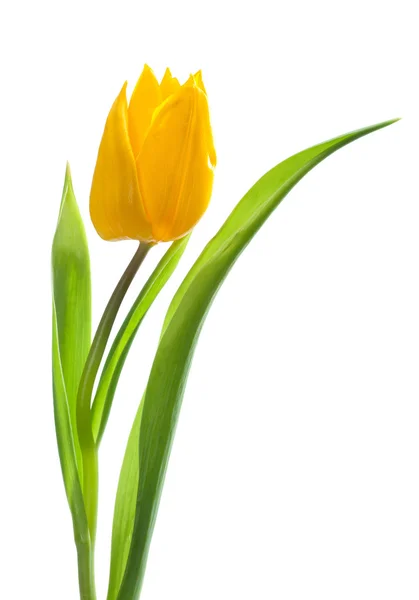 Tulipano giallo — Foto Stock