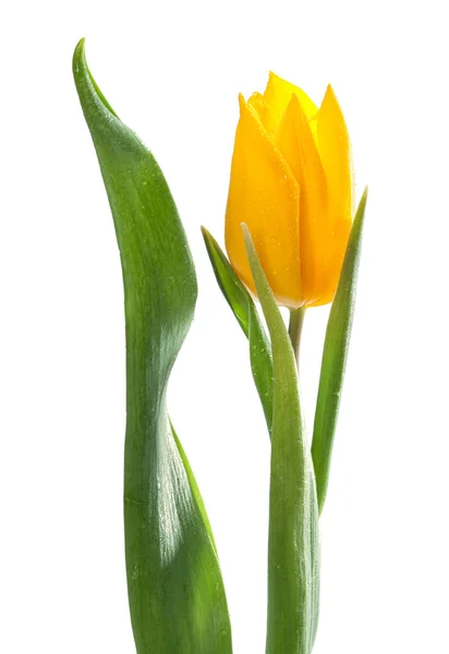 Tulipano giallo con gocce d'acqua — Foto Stock