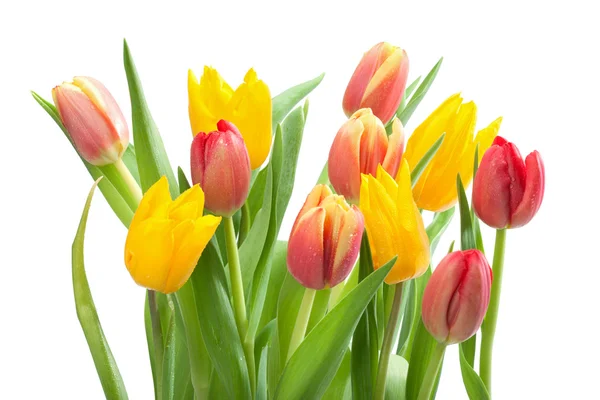 Bunch of Red and Yellow Tulips Stock Image